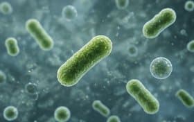 Bacterias